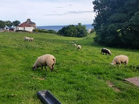 20150724 174713  ja lampaita