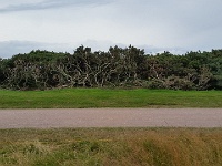 20150726 155903  Gorse, eli tuollaisia puskia