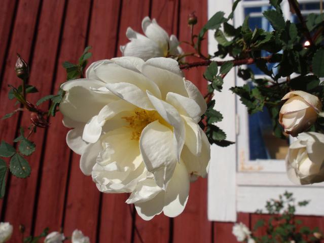 P6210183.JPG - Juhannusruusut kukkivat pihalla