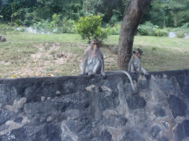 PB200154.JPG - Apina ja pikku apina