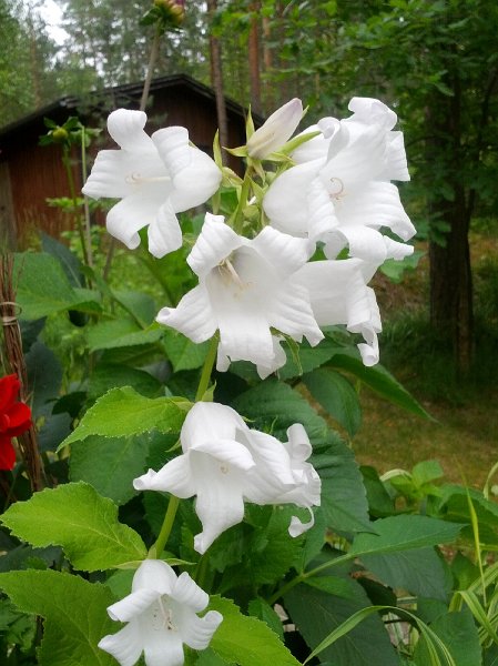 IMG_20120709_143429.jpg - Kiitos kaikille oikein miellyttävästä ja mukavasta Tahkon reissusta